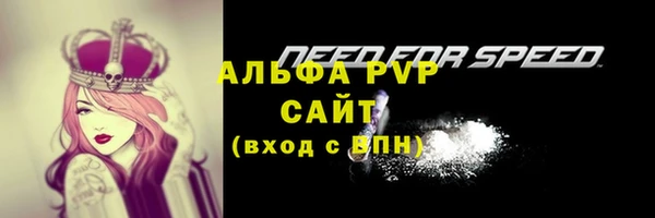 крисы Бородино